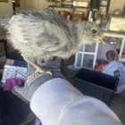 I was gifted an incubator and eggs from my uncle who just started his own farm, all I was told was the rooster was and Easter Egger. So would these just be Easter Egger mixes? Nothing online is helpful 😅