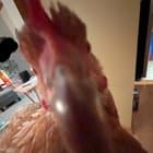 Why hello there. Do u hab oats?