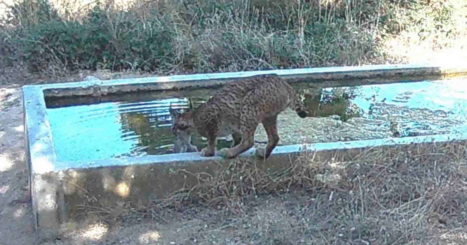 Trail Camera Captures Lynx Bizarrely Bathing Its Prey Before Eating It