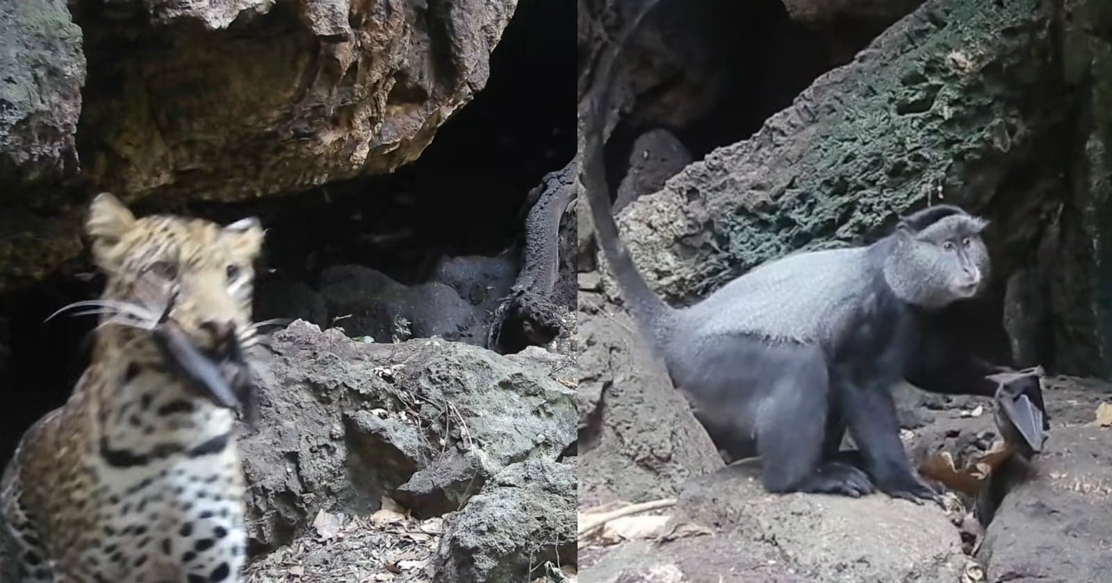 Remote Cameras Capture 10 Different Predators Descending on Bat Cave